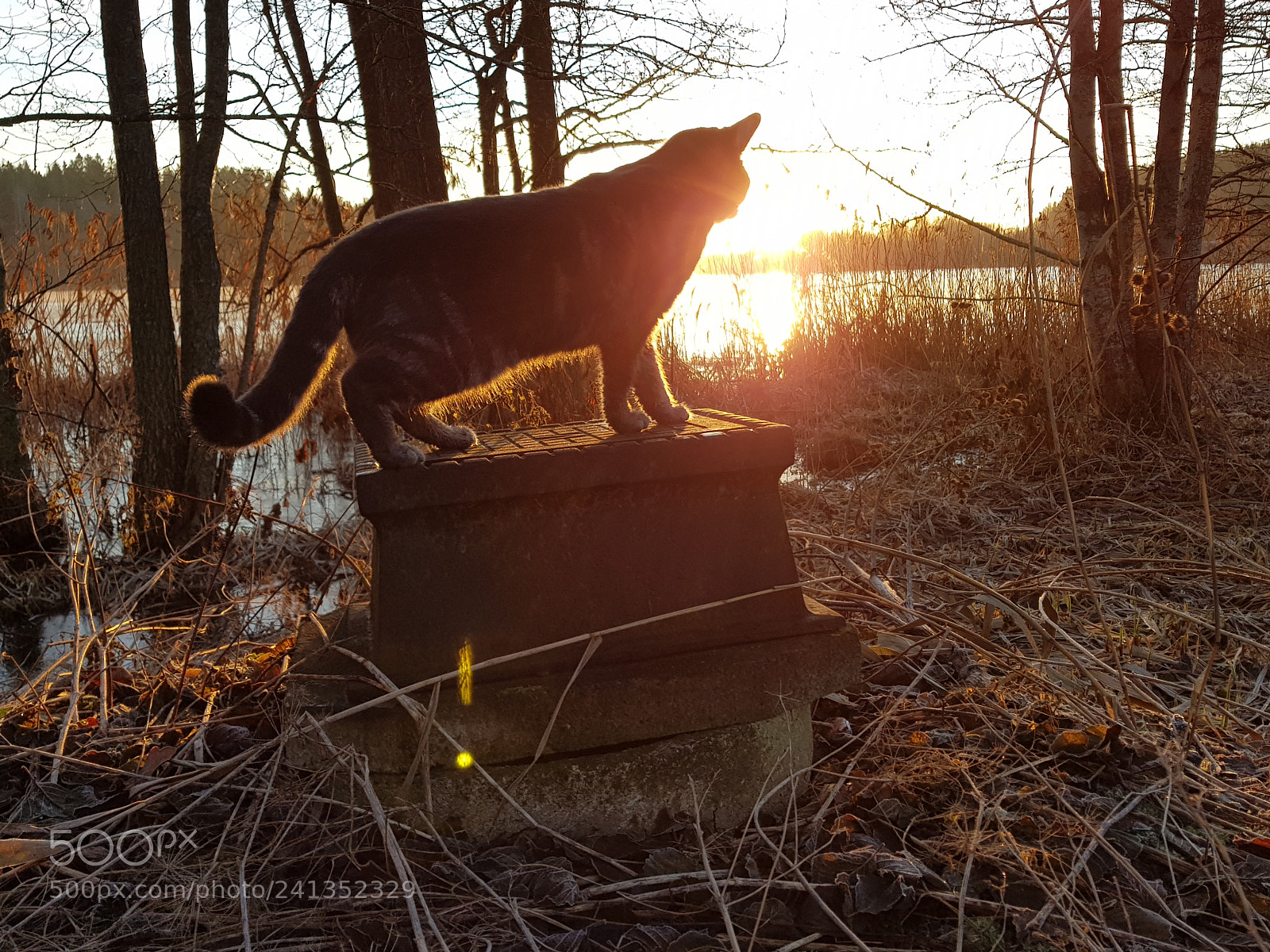 Samsung Galaxy S8 sample photo. Sunni cat photography