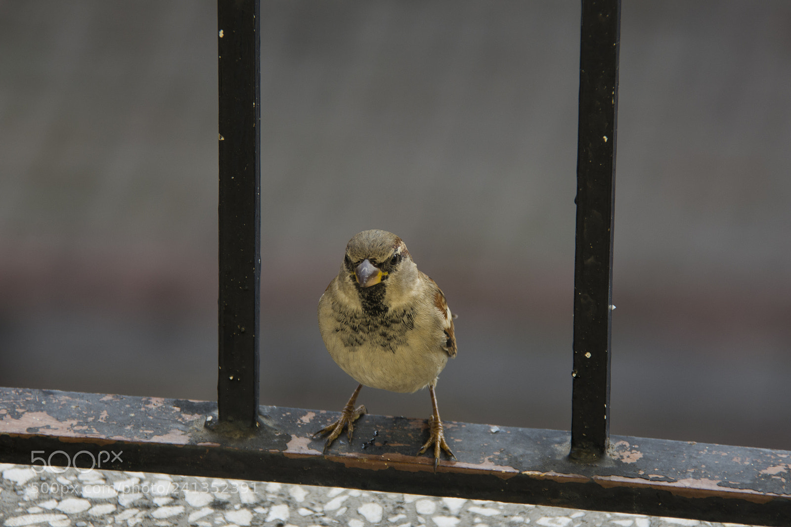 Nikon D7200 sample photo. Serçe photography