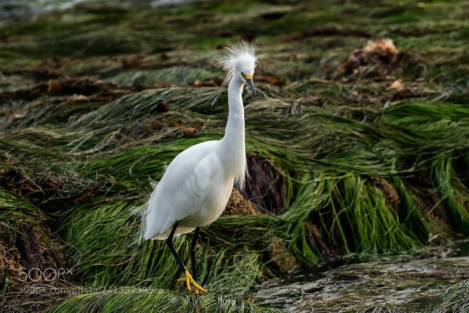 Nikon D810 sample photo. Egret walk photography