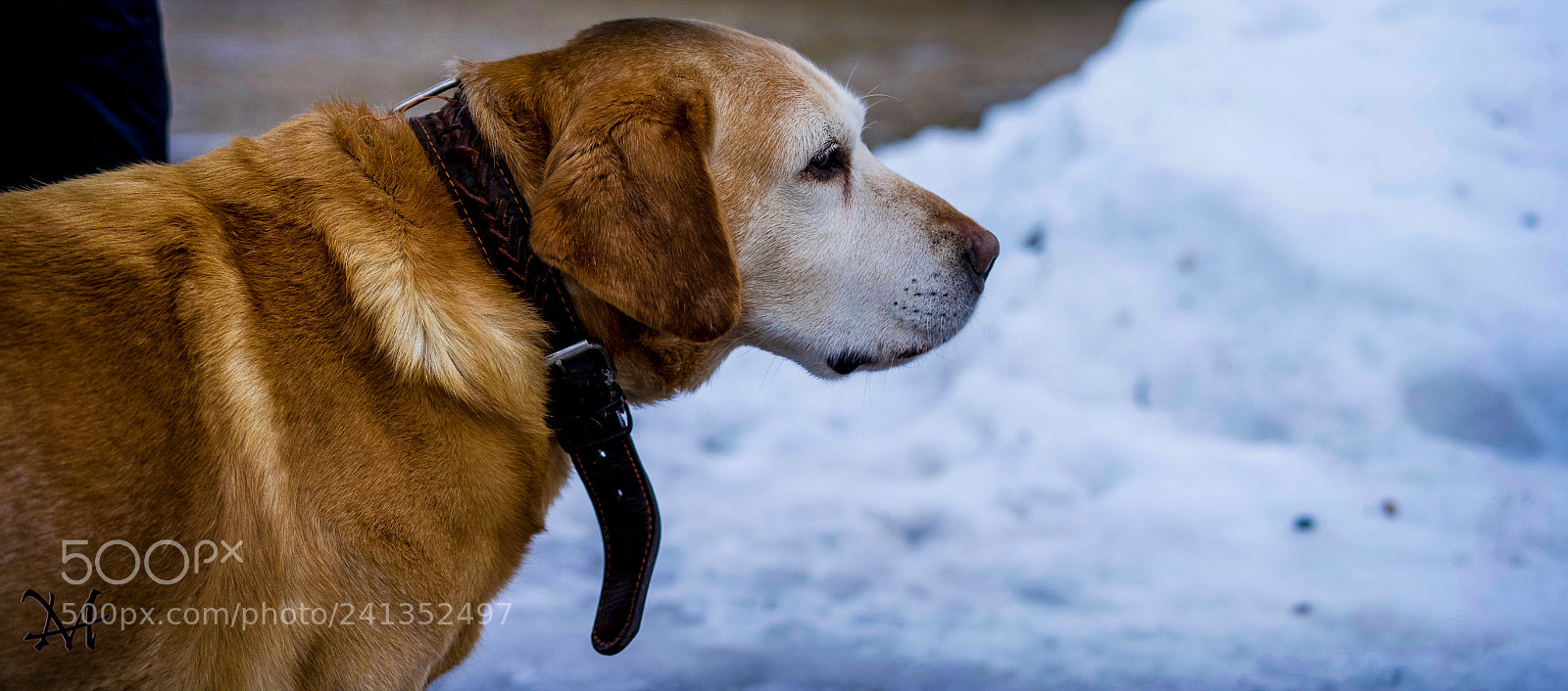 Sony a7 II sample photo. Попутчик photography