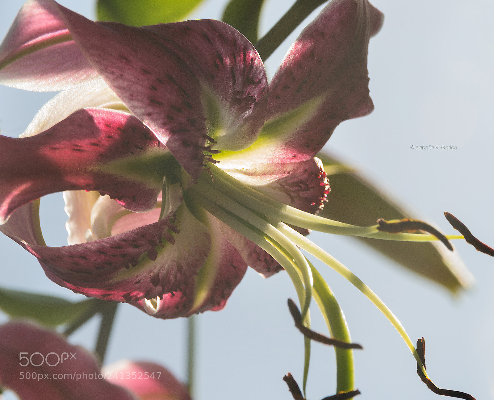 Nikon D3100 sample photo. Magnificent lily photography