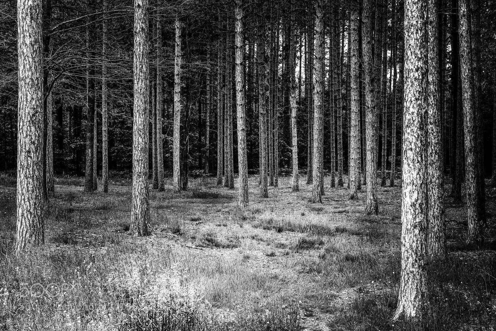 Nikon D810 sample photo. Scary forest photography
