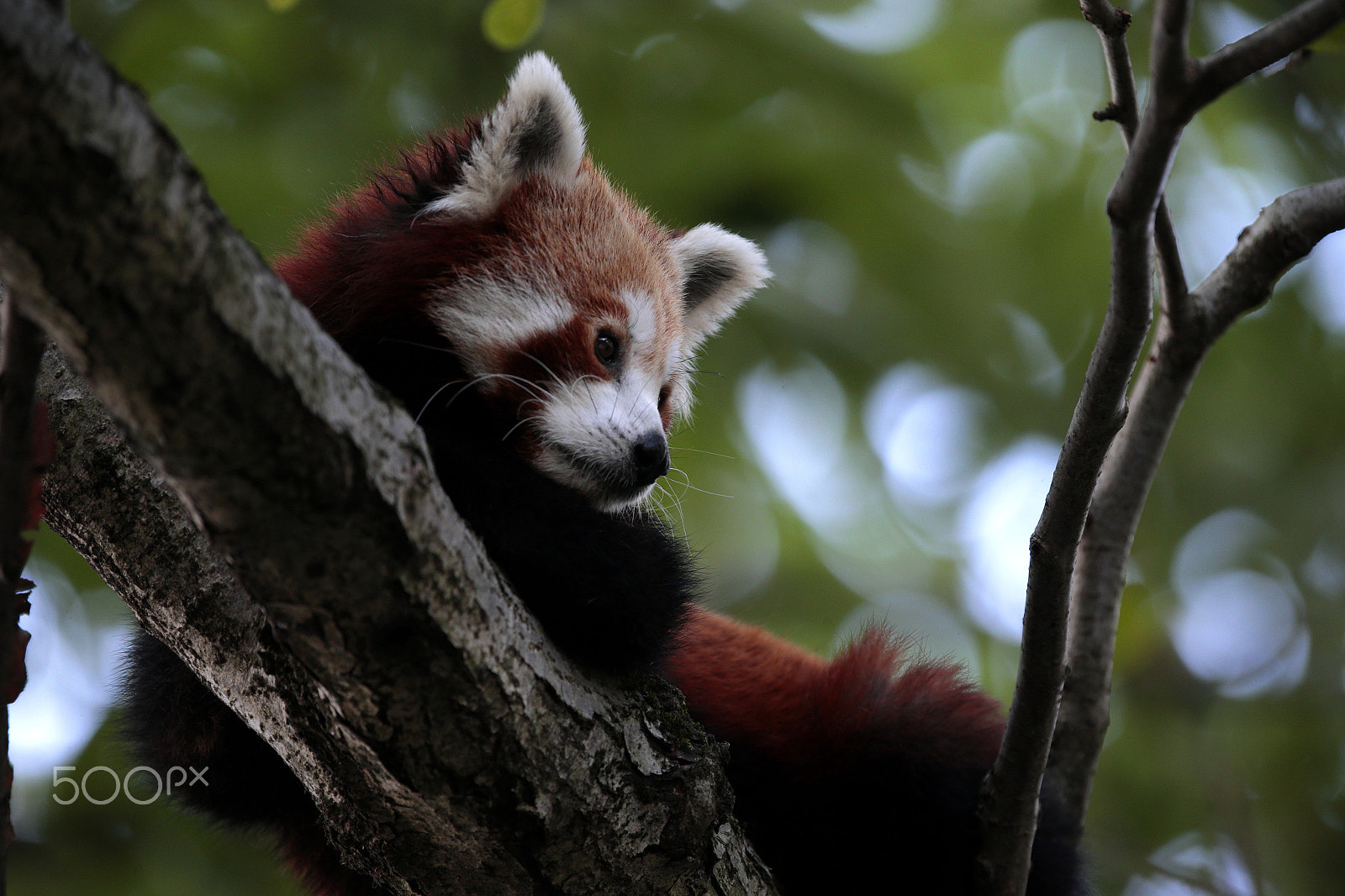 Canon EOS-1D X sample photo. The lovely red photography