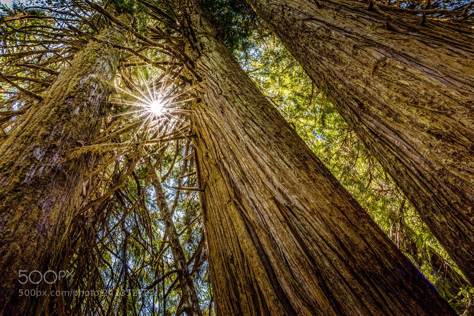 Nikon D810 sample photo. Giants photography