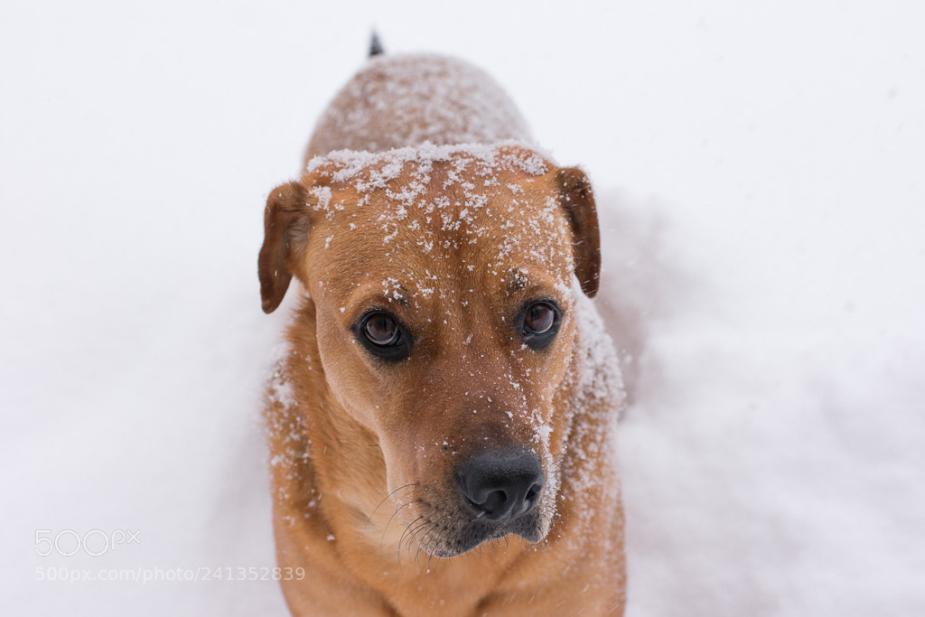 Nikon D3400 sample photo. Marley loves the snow photography