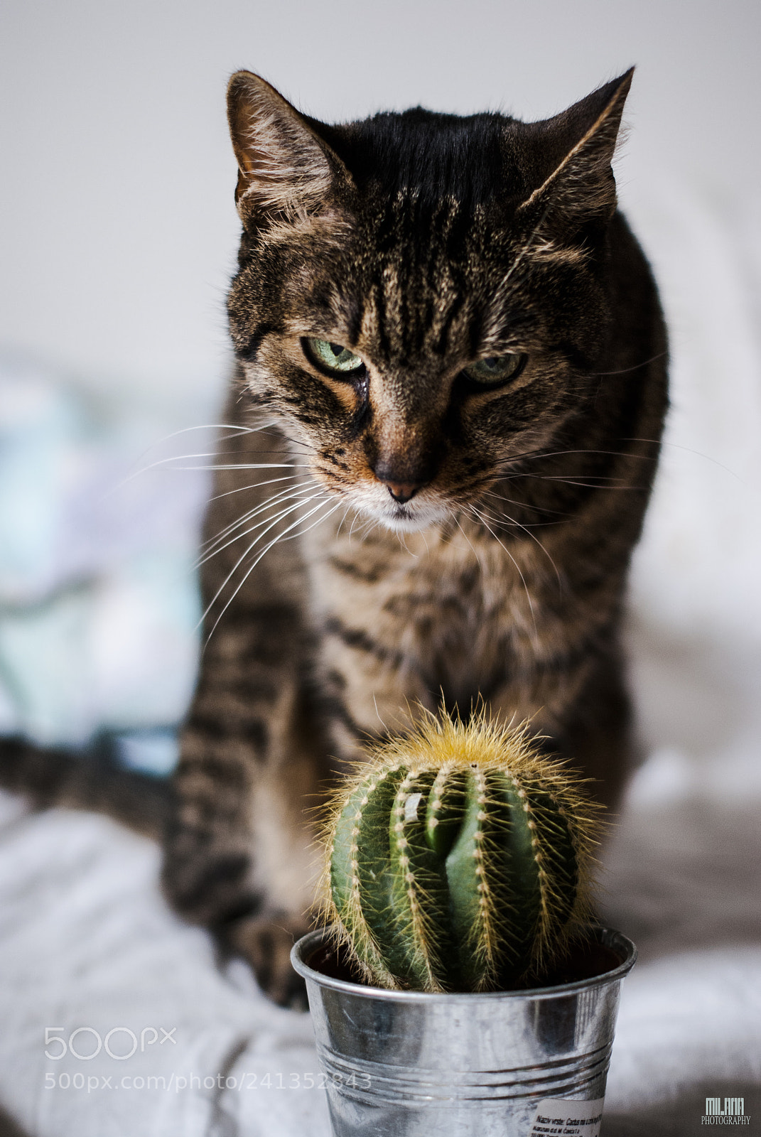 Sony Alpha DSLR-A200 sample photo. Cat & cactus photography