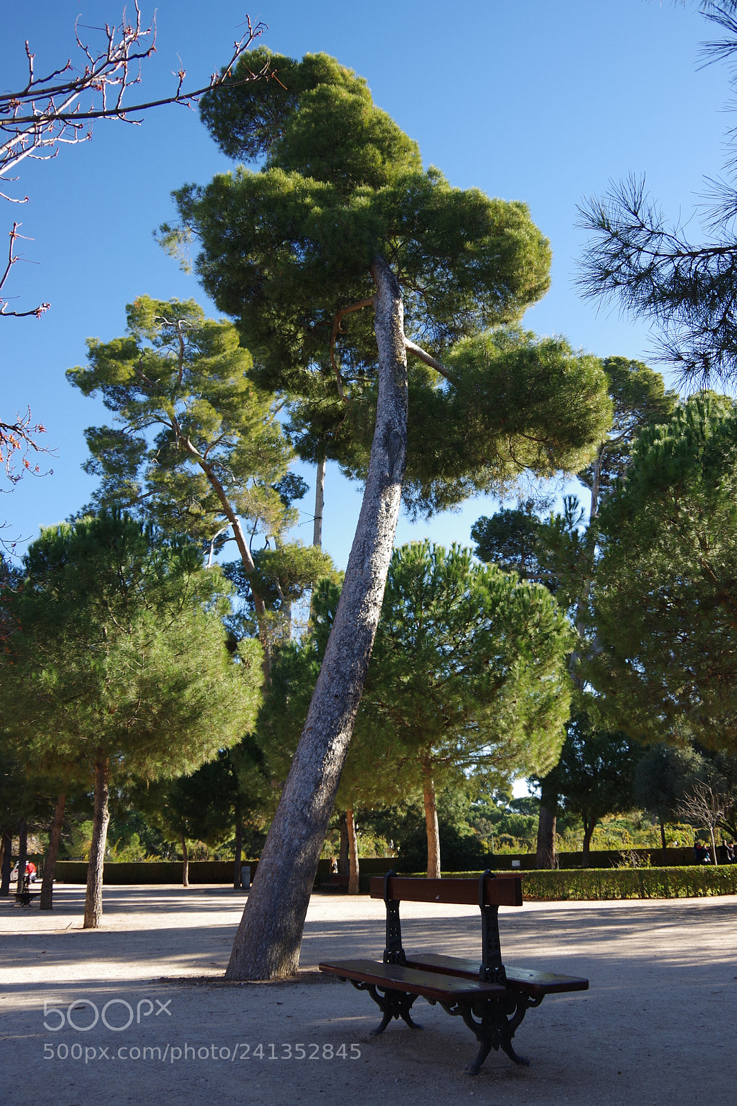 Pentax K-70 sample photo. Park retiro photography
