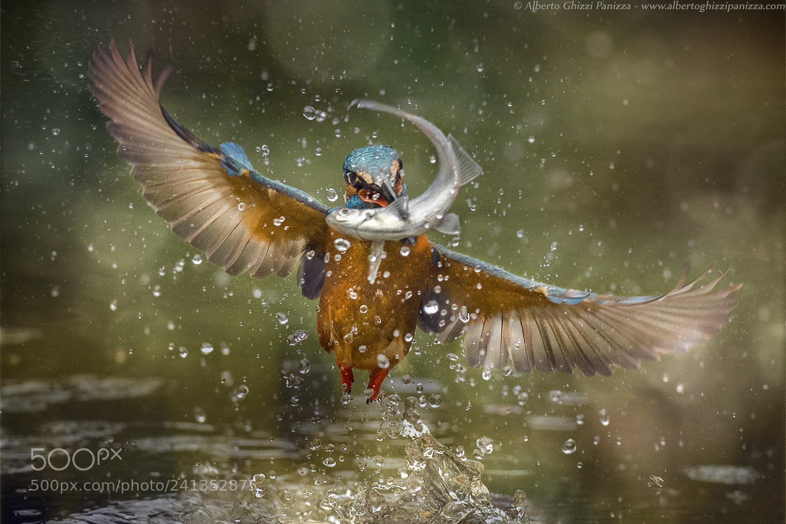 Nikon D5 sample photo. Kingfisher photography