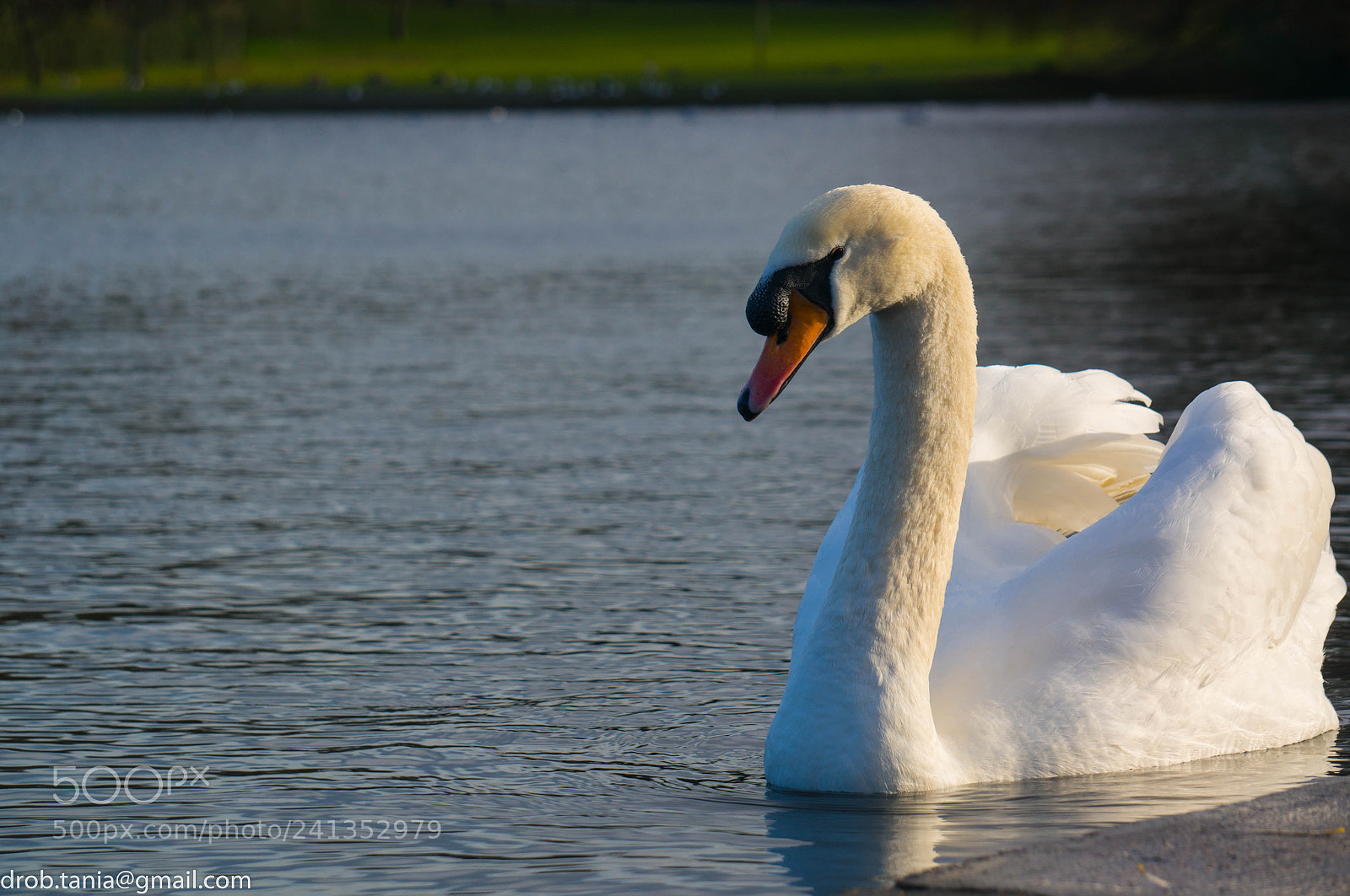 Sony Alpha NEX-5T sample photo. Calm swan photography