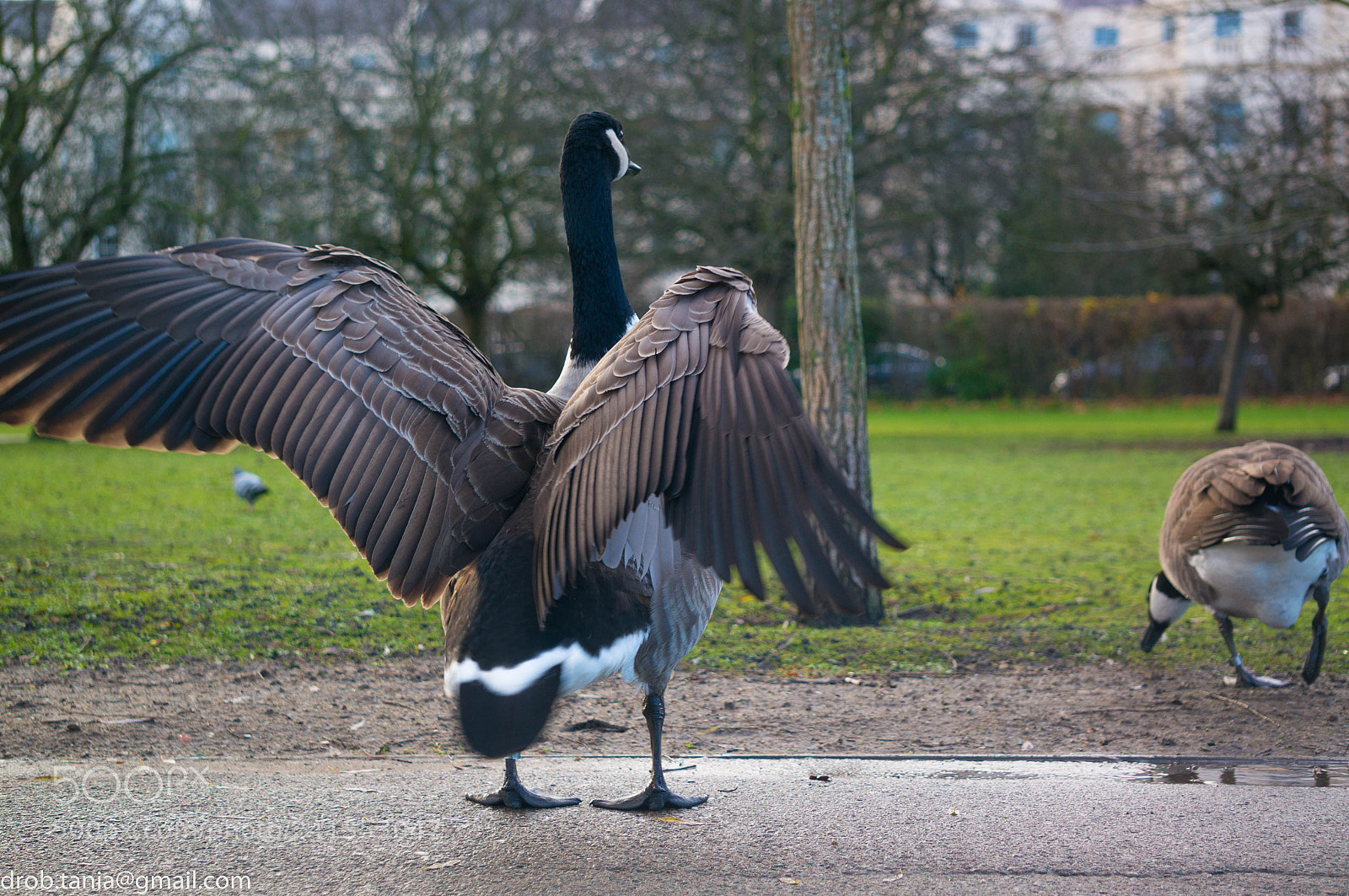 Sony Alpha NEX-5T sample photo. Nifty duck photography