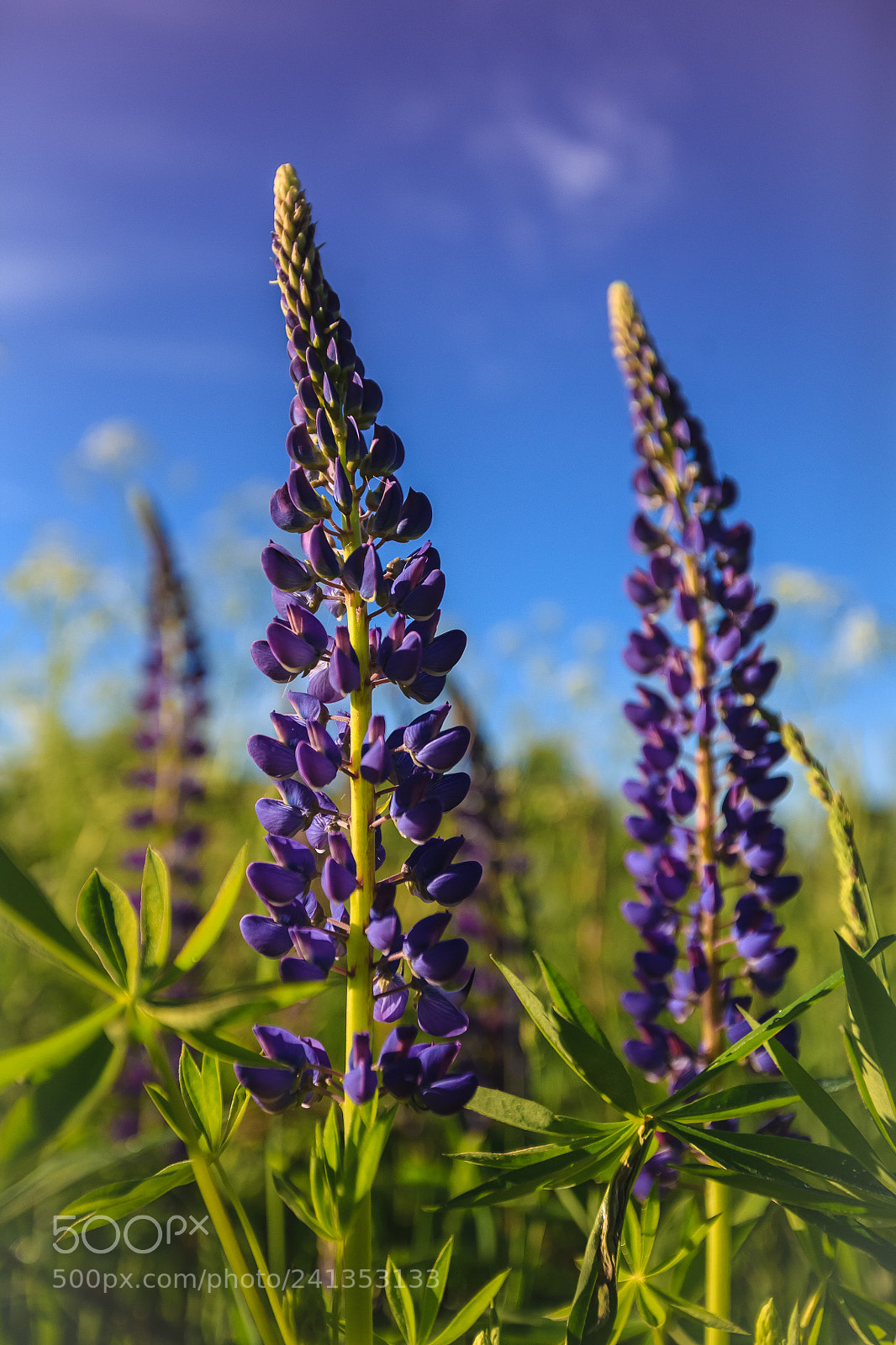 Canon EOS 5D sample photo. Purple lupines in a photography