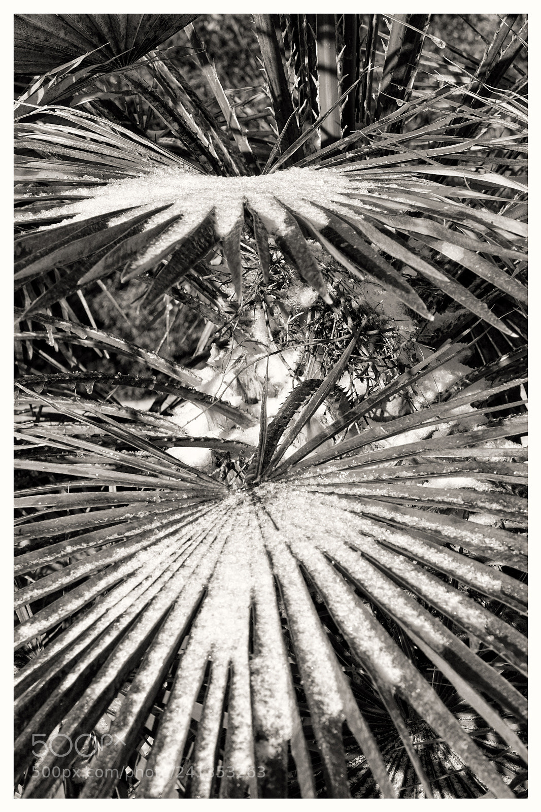Sony Cyber-shot DSC-RX10 III sample photo. "palms with snow" photography