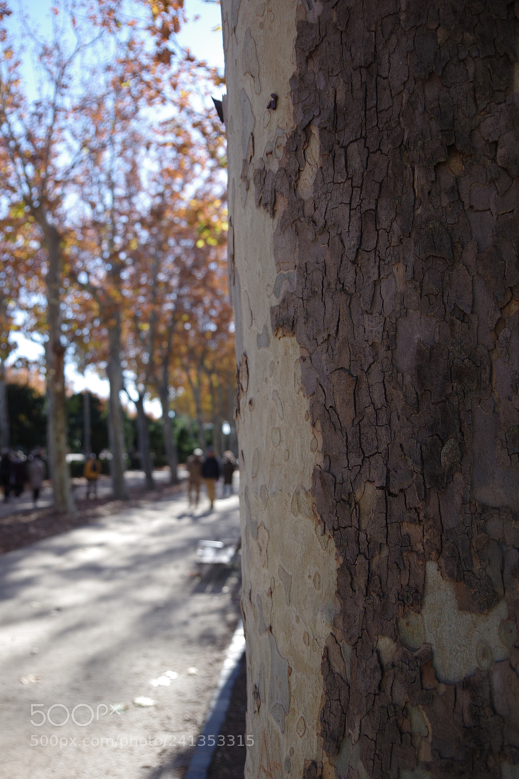 Pentax K-70 sample photo. Park retiro, madrid, spain photography