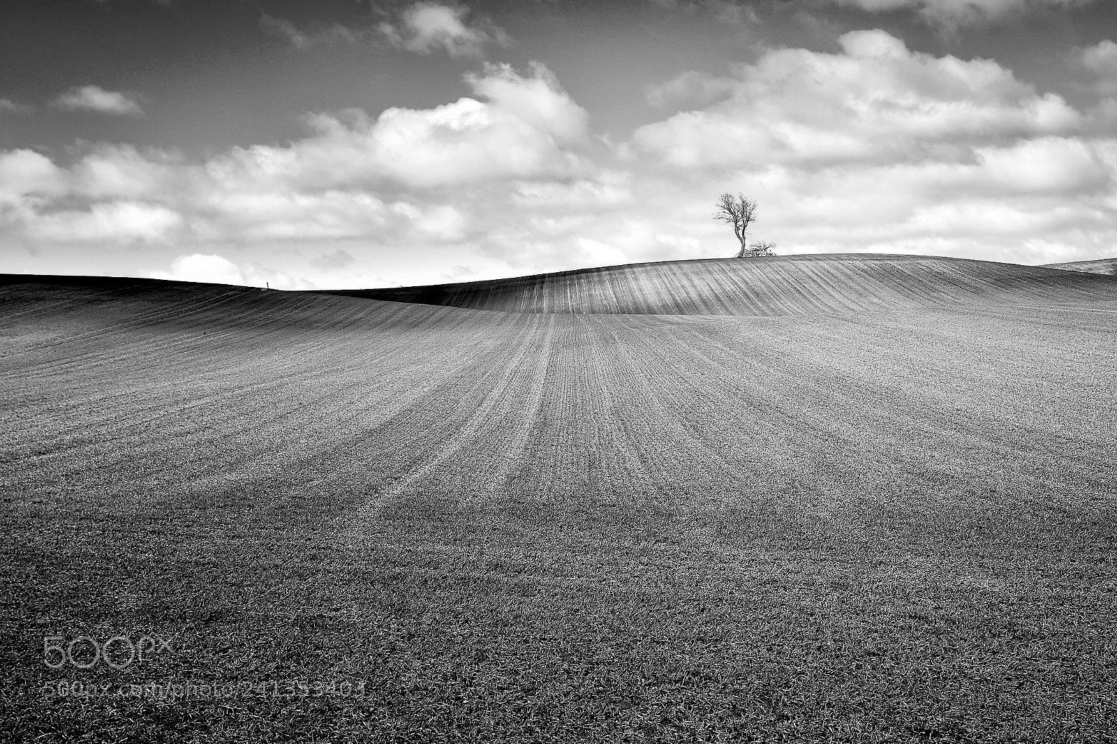 Nikon D7100 sample photo. The earth tree photography
