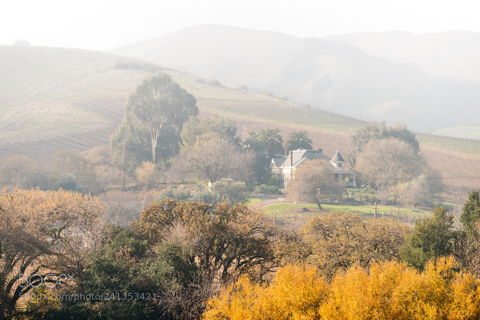 Nikon D810 sample photo. Foggy morning photography