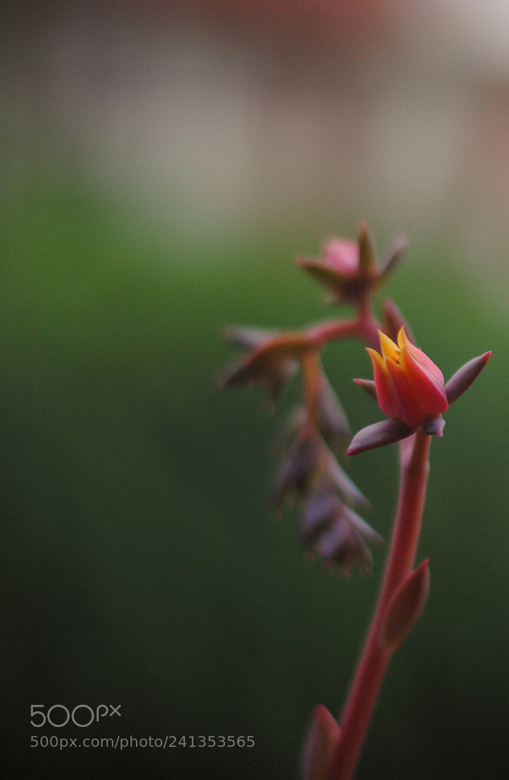 Nikon D3000 sample photo. Living nature photography