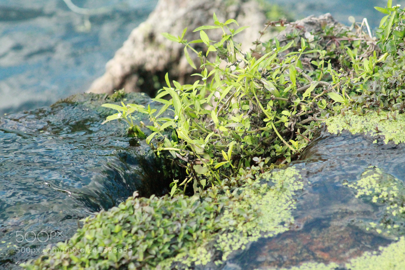 Canon EOS 1100D (EOS Rebel T3 / EOS Kiss X50) + EF75-300mm f/4-5.6 sample photo. Img photography