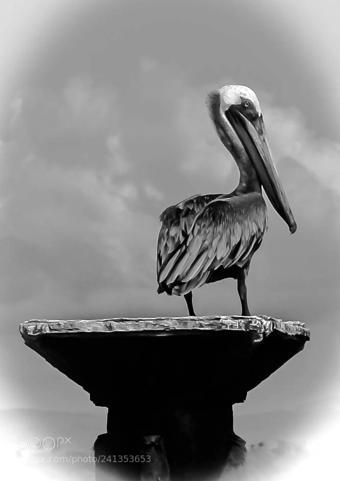 Canon EOS 450D (EOS Rebel XSi / EOS Kiss X2) sample photo. Bird in black white photography