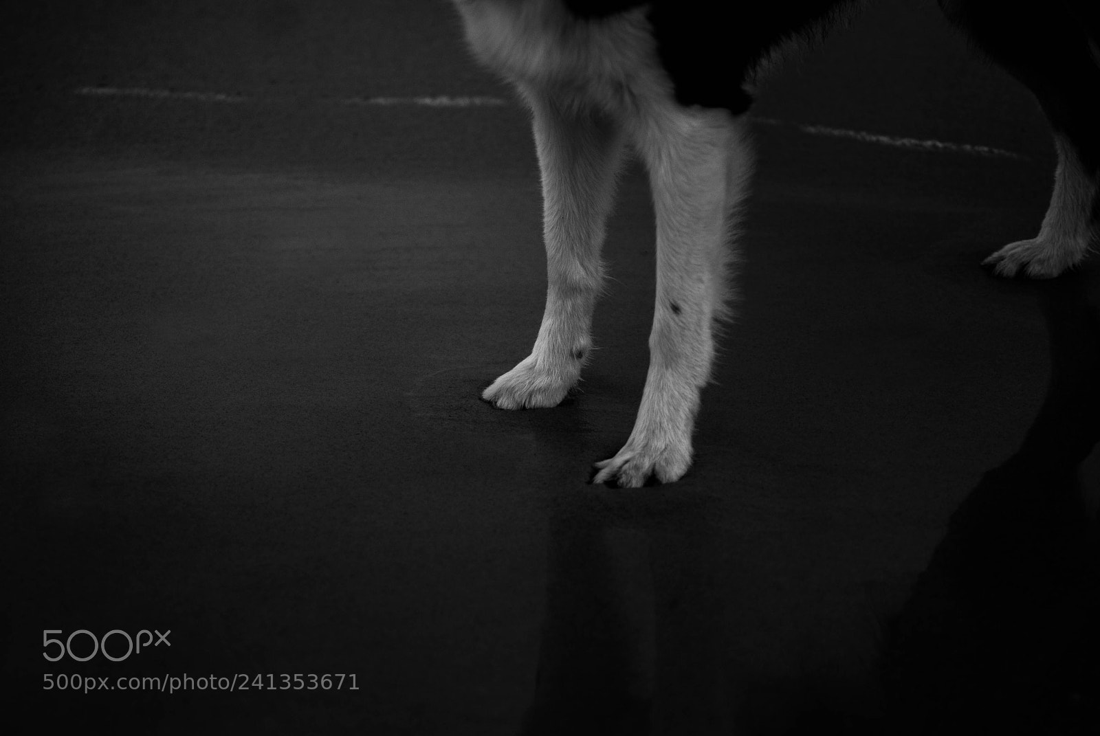 Nikon D200 sample photo. Paws photography