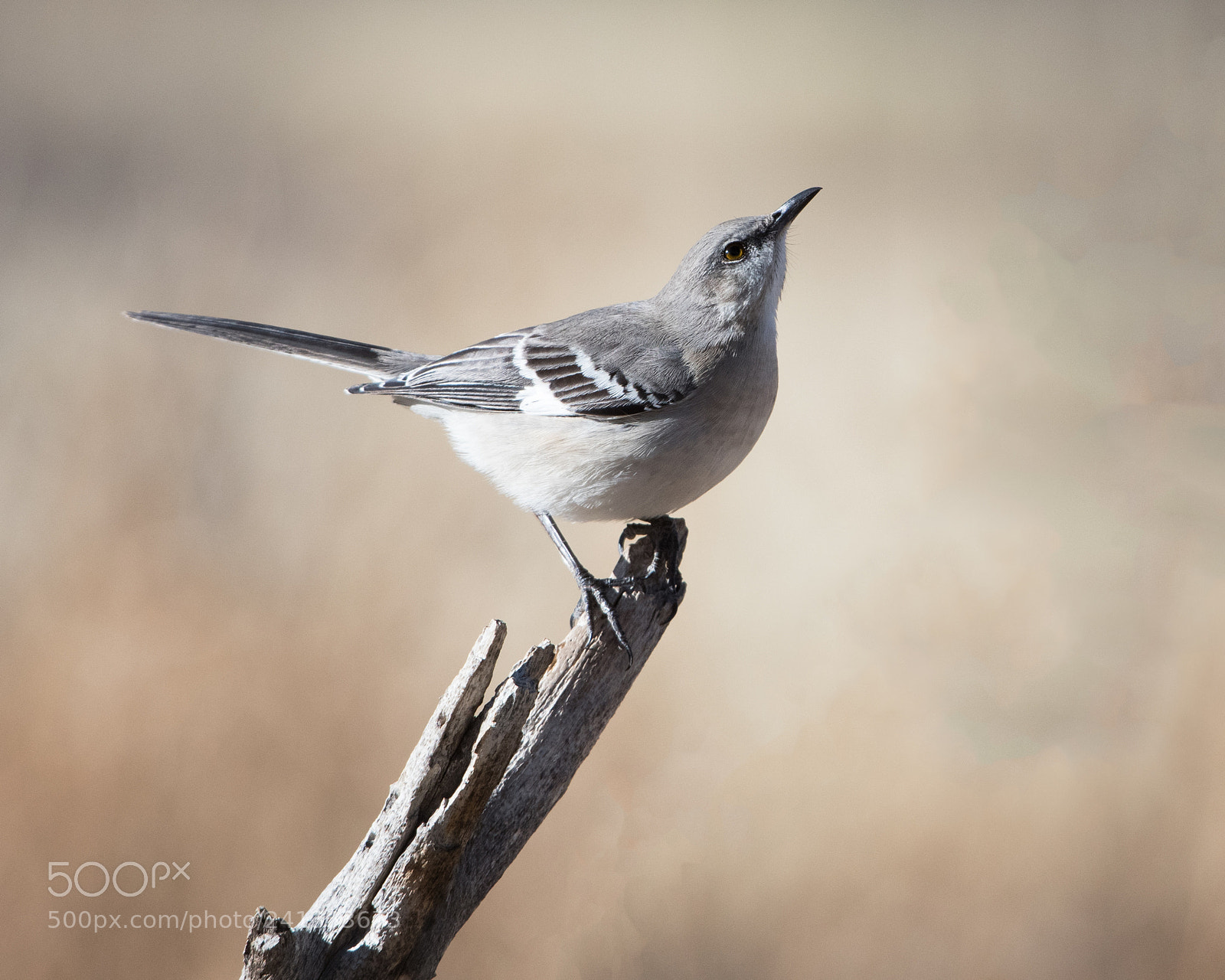 Nikon D500 sample photo. Grey bird photography