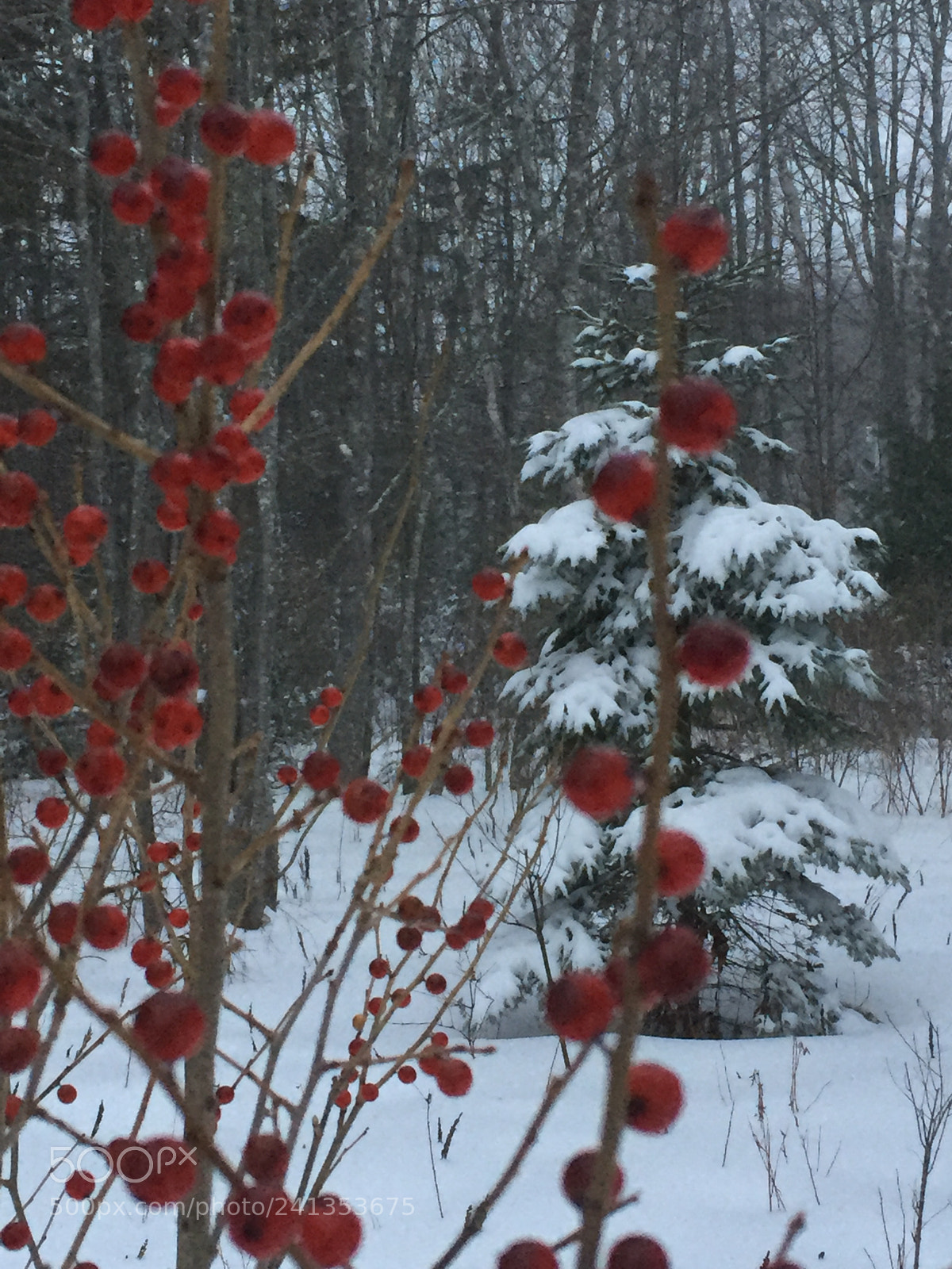 Apple iPhone 6 sample photo. Red berries photography