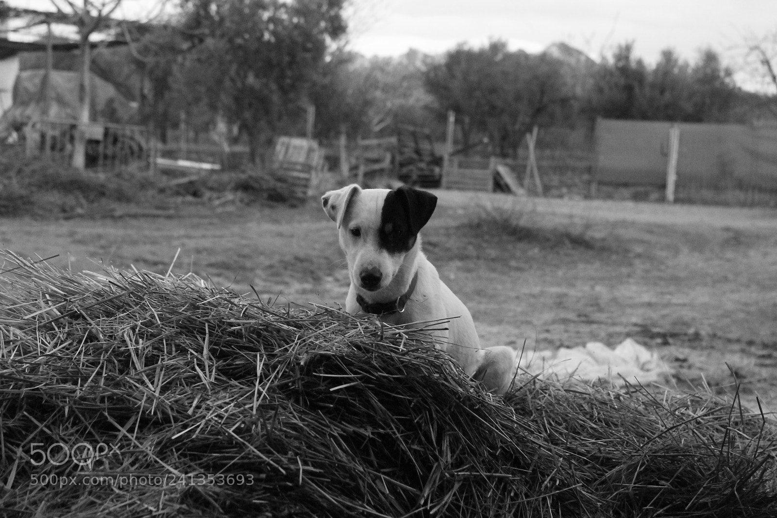 Canon EF-S 18-55mm F3.5-5.6 III sample photo. El espabilao photography