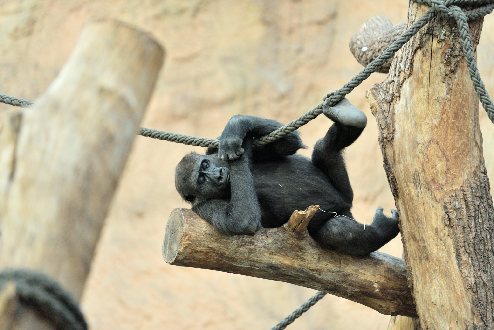 Nikon AF-S Nikkor 70-200mm F2.8G ED VR II sample photo. Young gorilla in zoo hellabrunn munich photography
