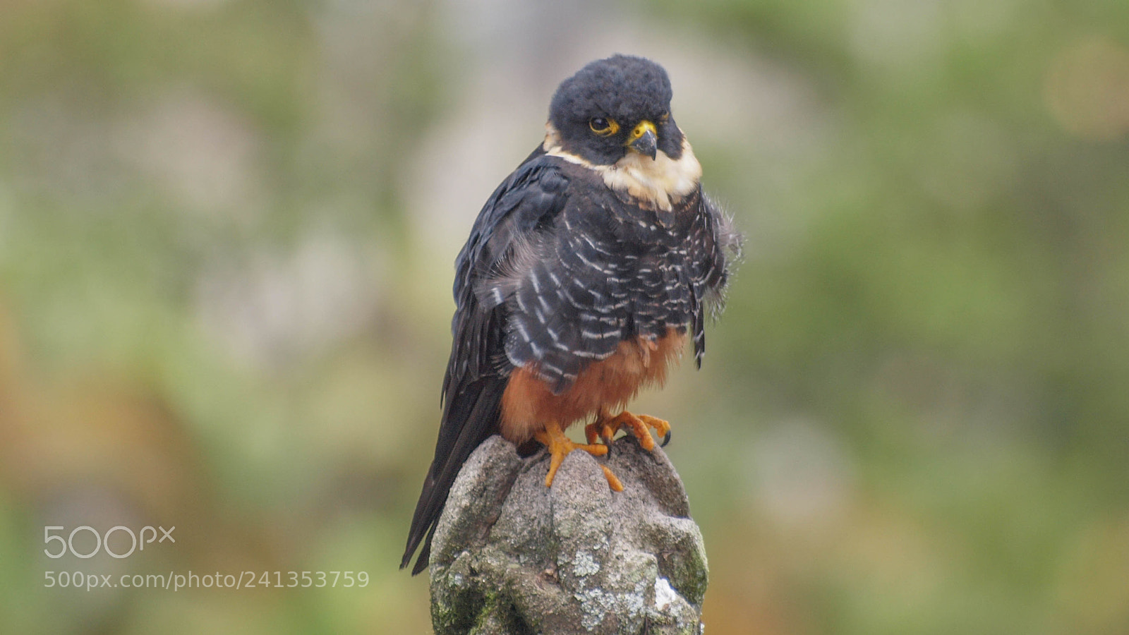 Olympus E-620 (EVOLT E-620) sample photo. Juvenile bat falcon photography