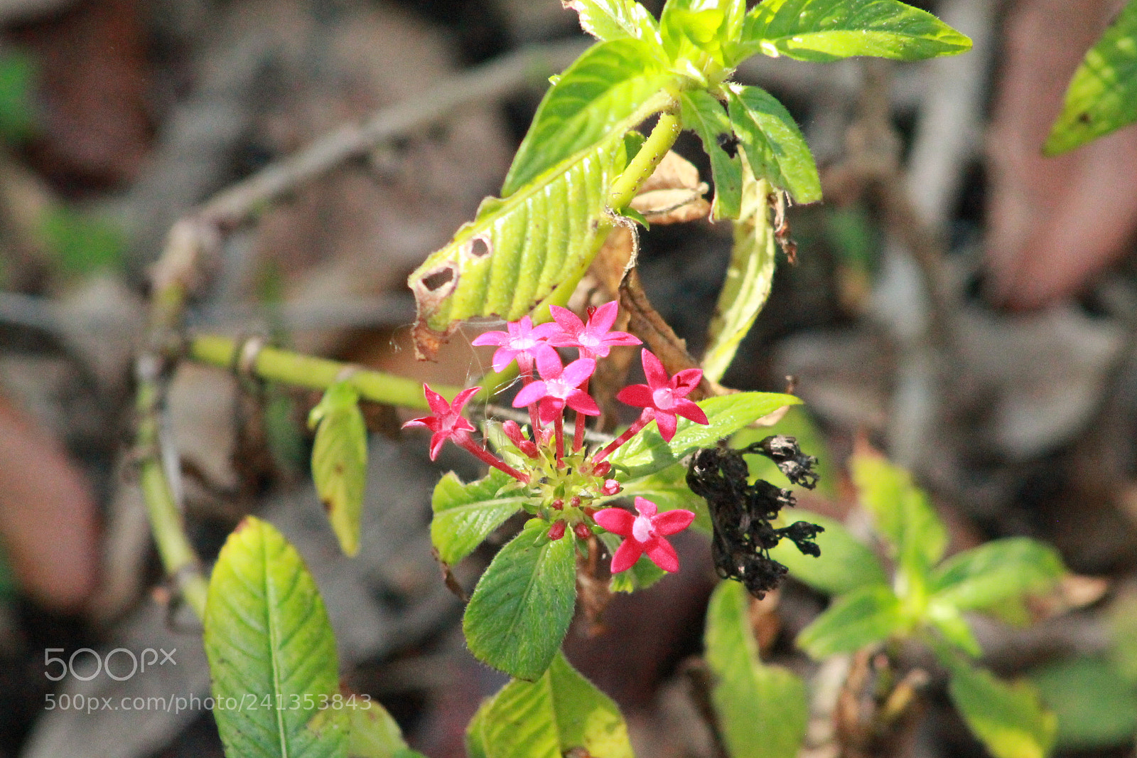 Canon EOS 1100D (EOS Rebel T3 / EOS Kiss X50) sample photo. Img photography