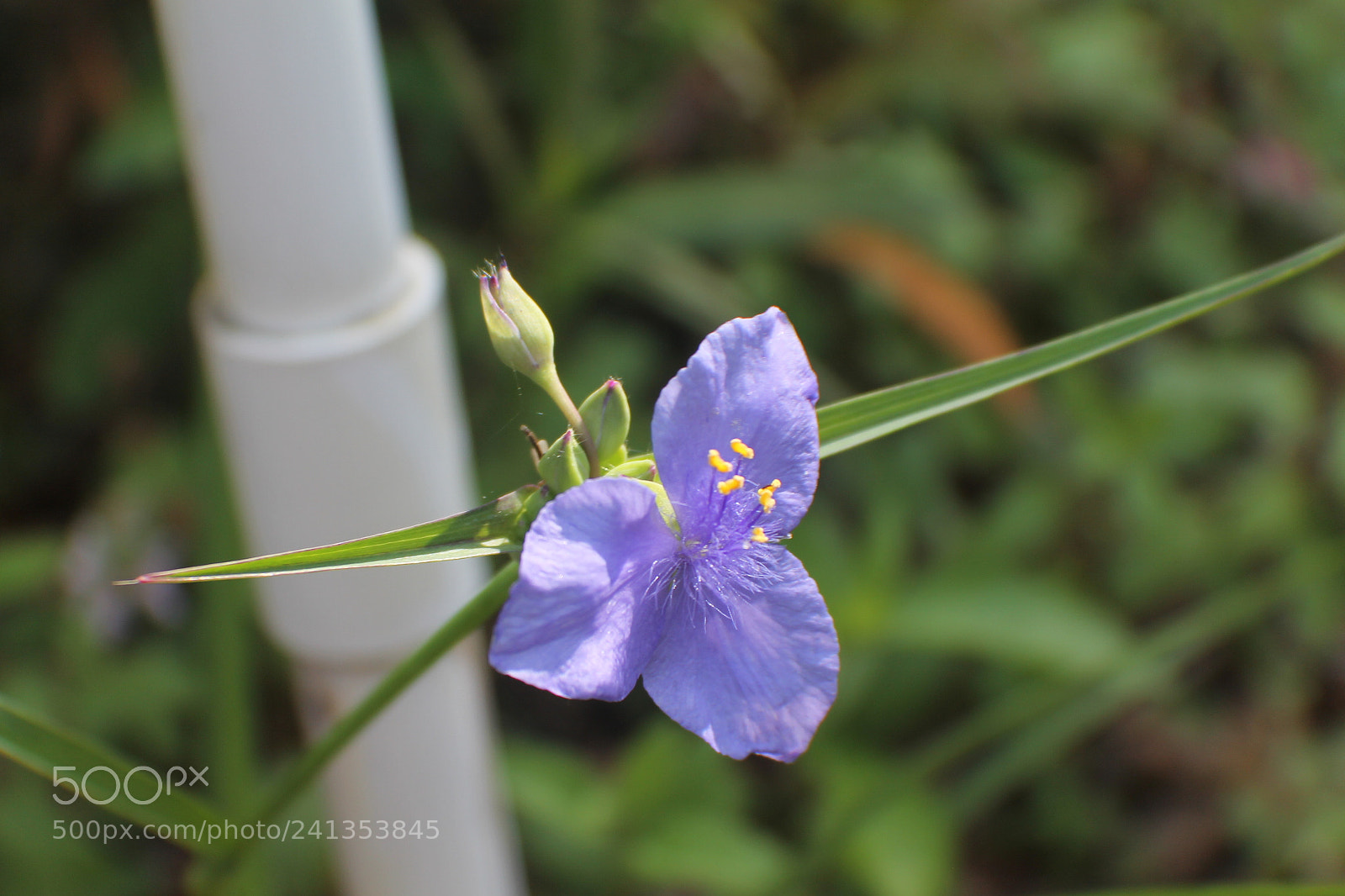 Canon EOS 1100D (EOS Rebel T3 / EOS Kiss X50) sample photo. Img photography