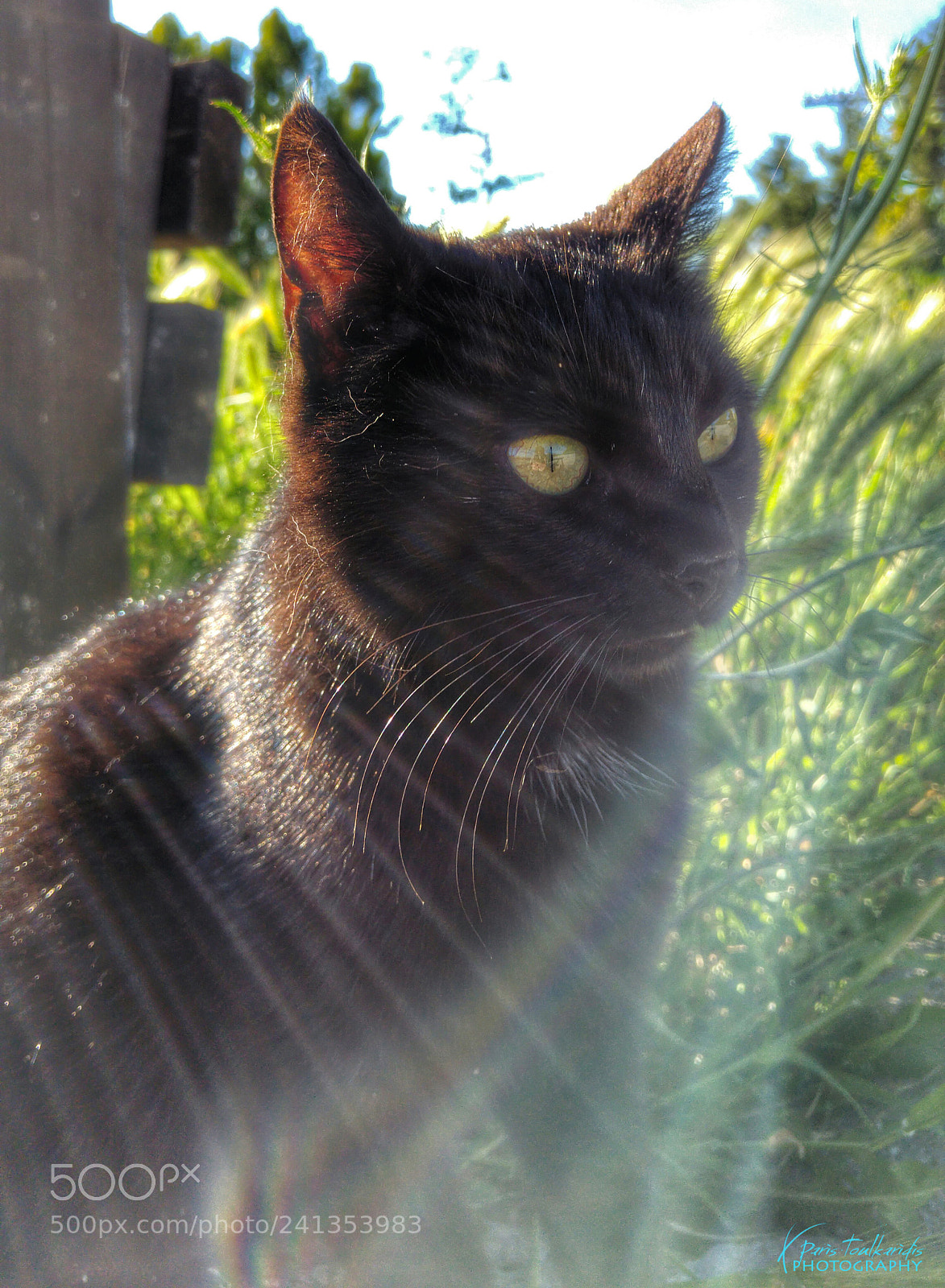 LG G4 sample photo. Black cat photography