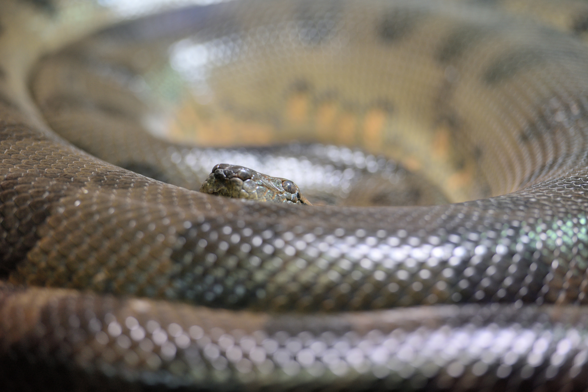 Nikon AF-S Nikkor 70-200mm F2.8G ED VR II sample photo. Green anaconda in zoo hellabrunn munich photography