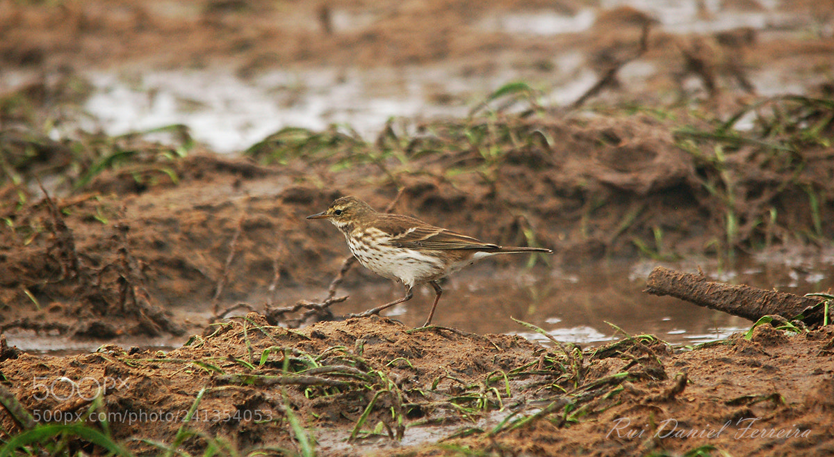 Nikon D50 sample photo. Petinha-ribeirinha (anthus spinoletta) photography