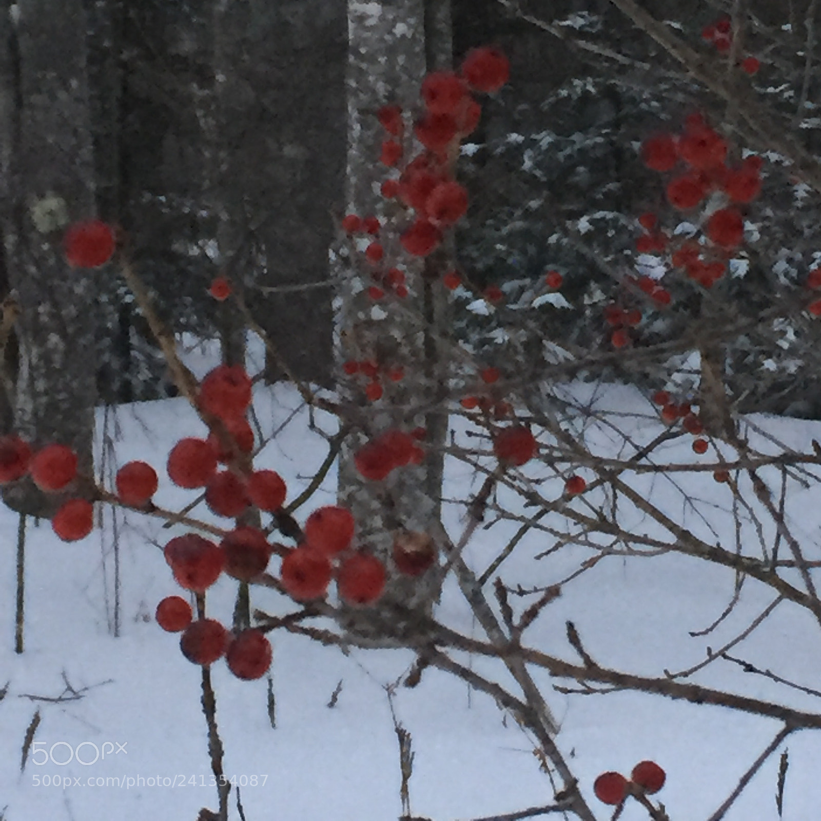 Apple iPhone 6 sample photo. Pretty berries photography