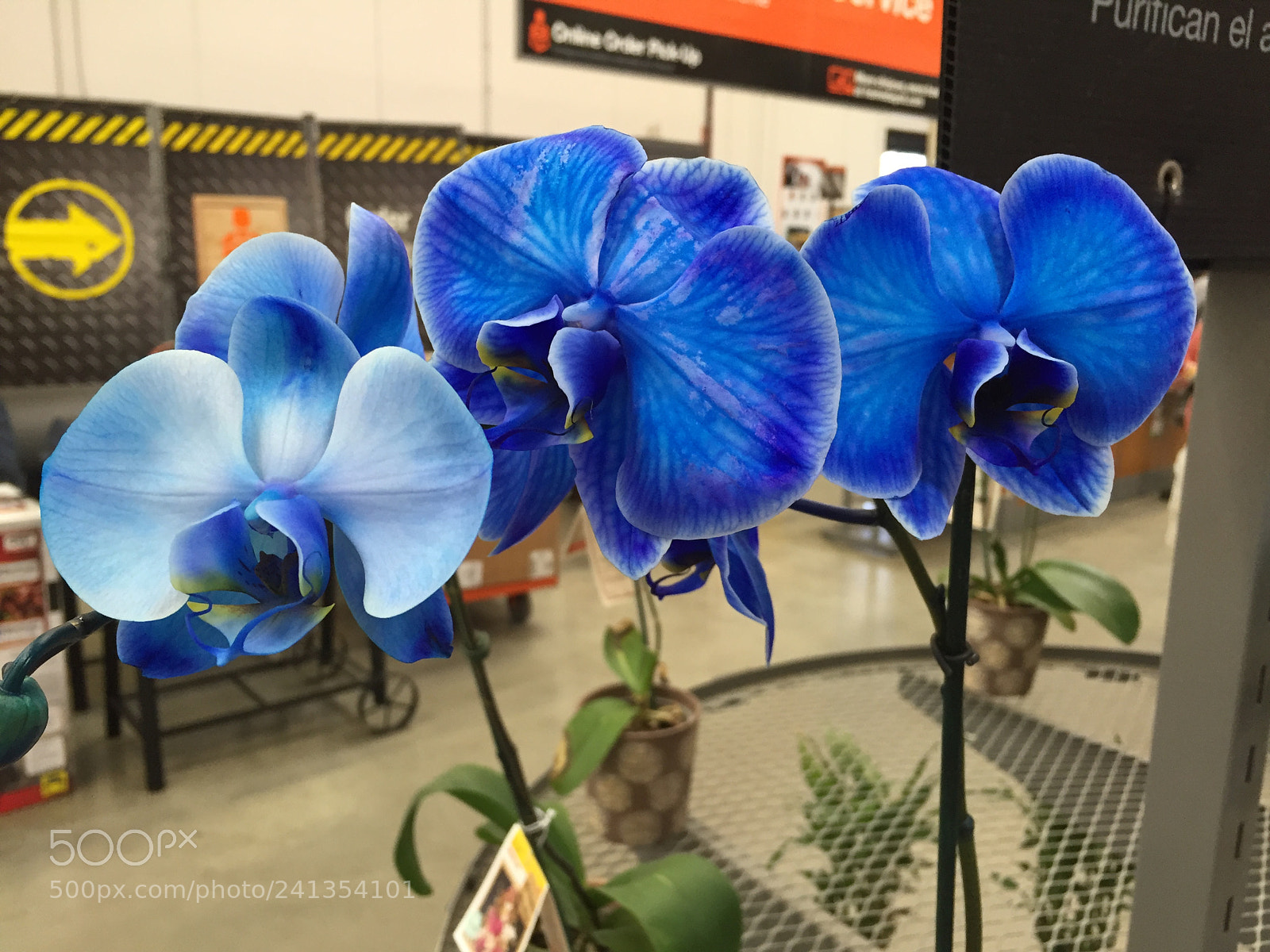 Apple iPhone 6 sample photo. Img photography