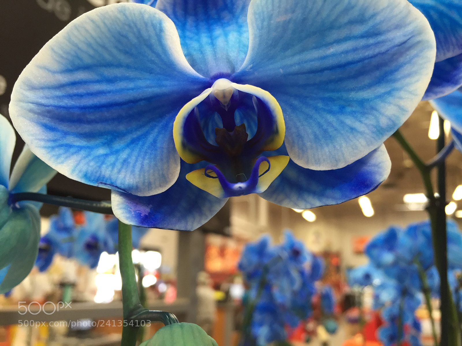 Apple iPhone 6 sample photo. Img photography