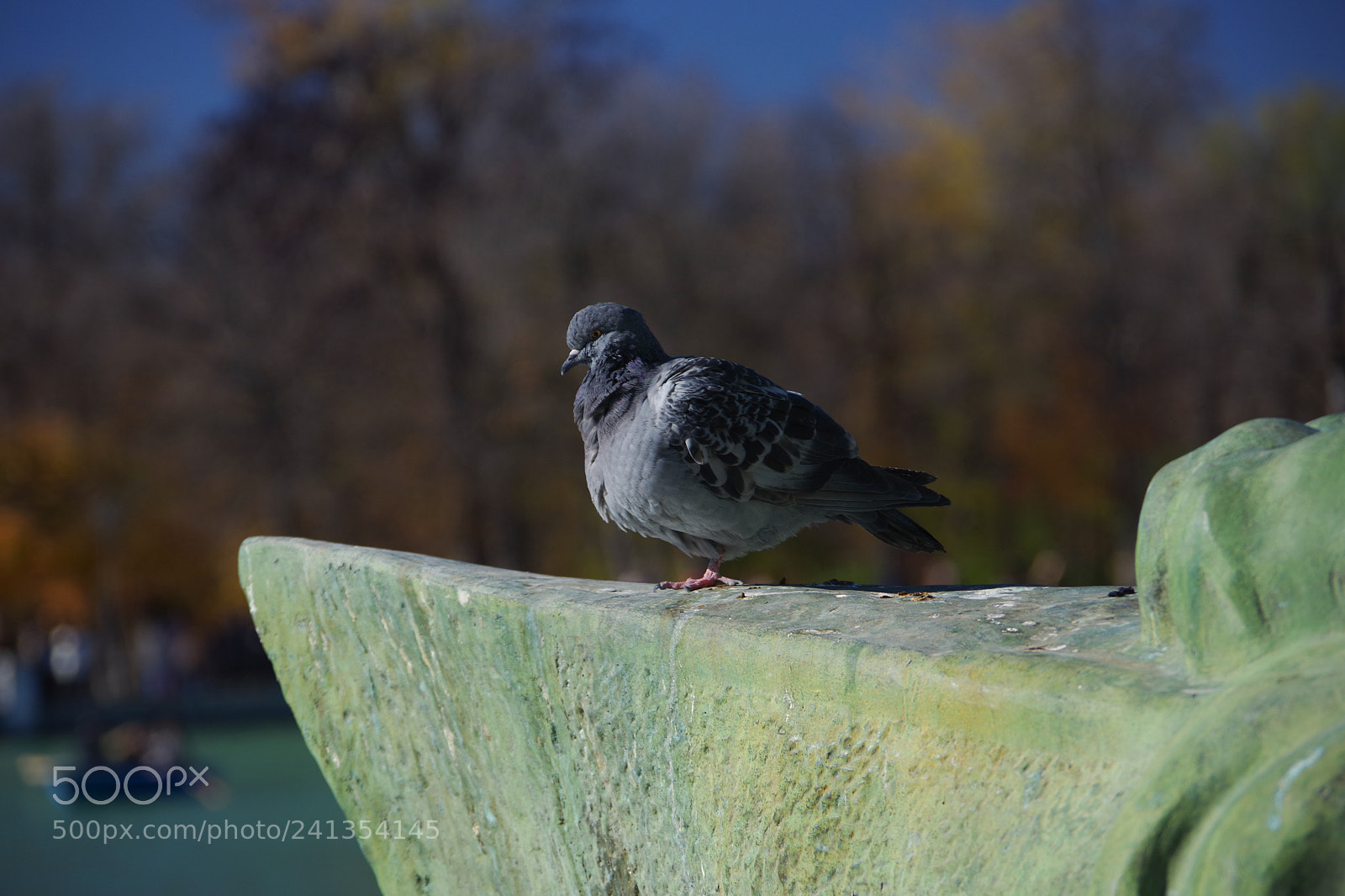 Pentax K-70 sample photo. Pigeon, park retiro, madrid photography
