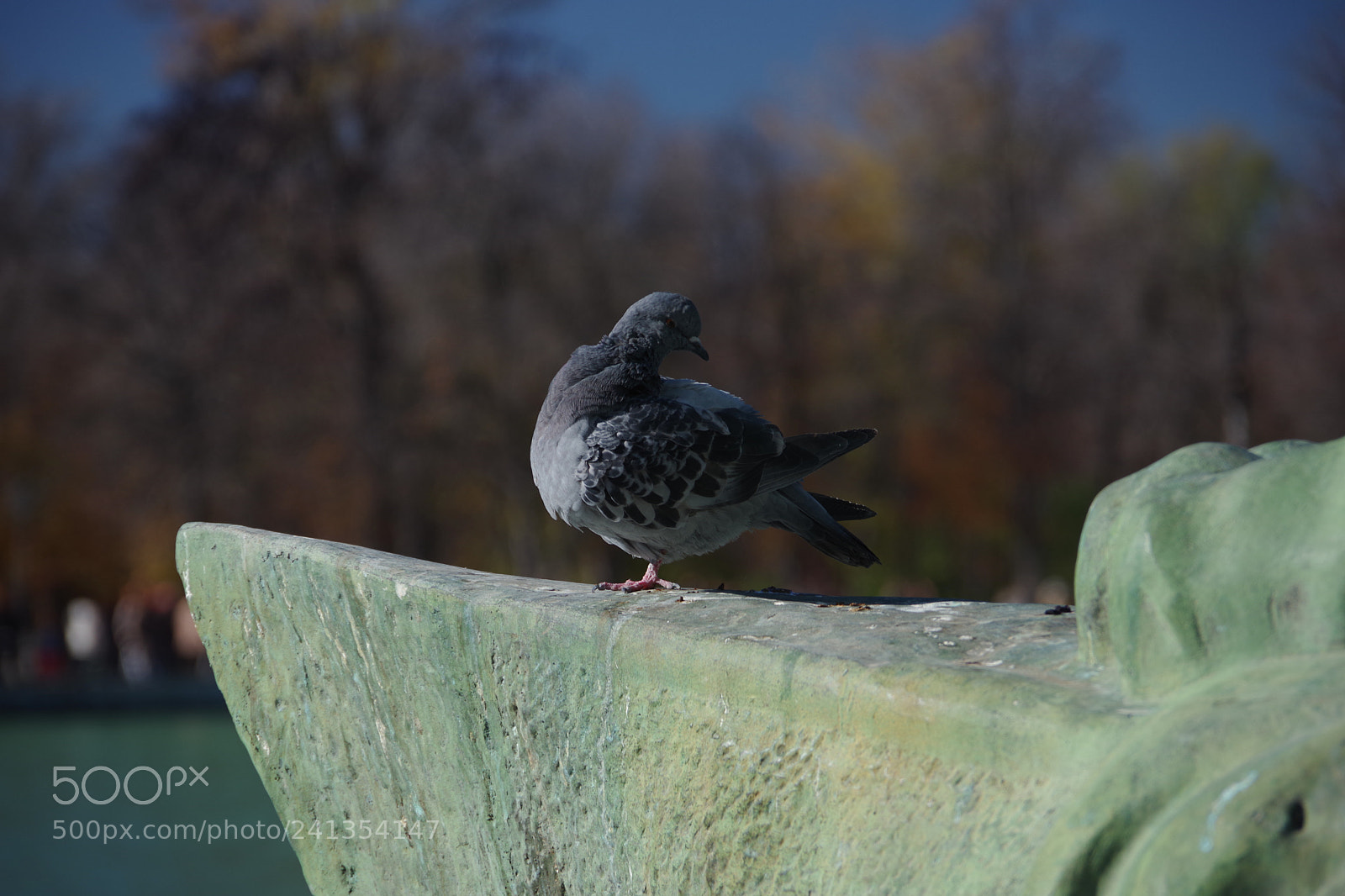 Pentax K-70 sample photo. Pigeon, park retiro, madrid photography