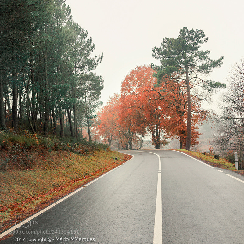 Canon EOS 60D sample photo. No meu caminho photography