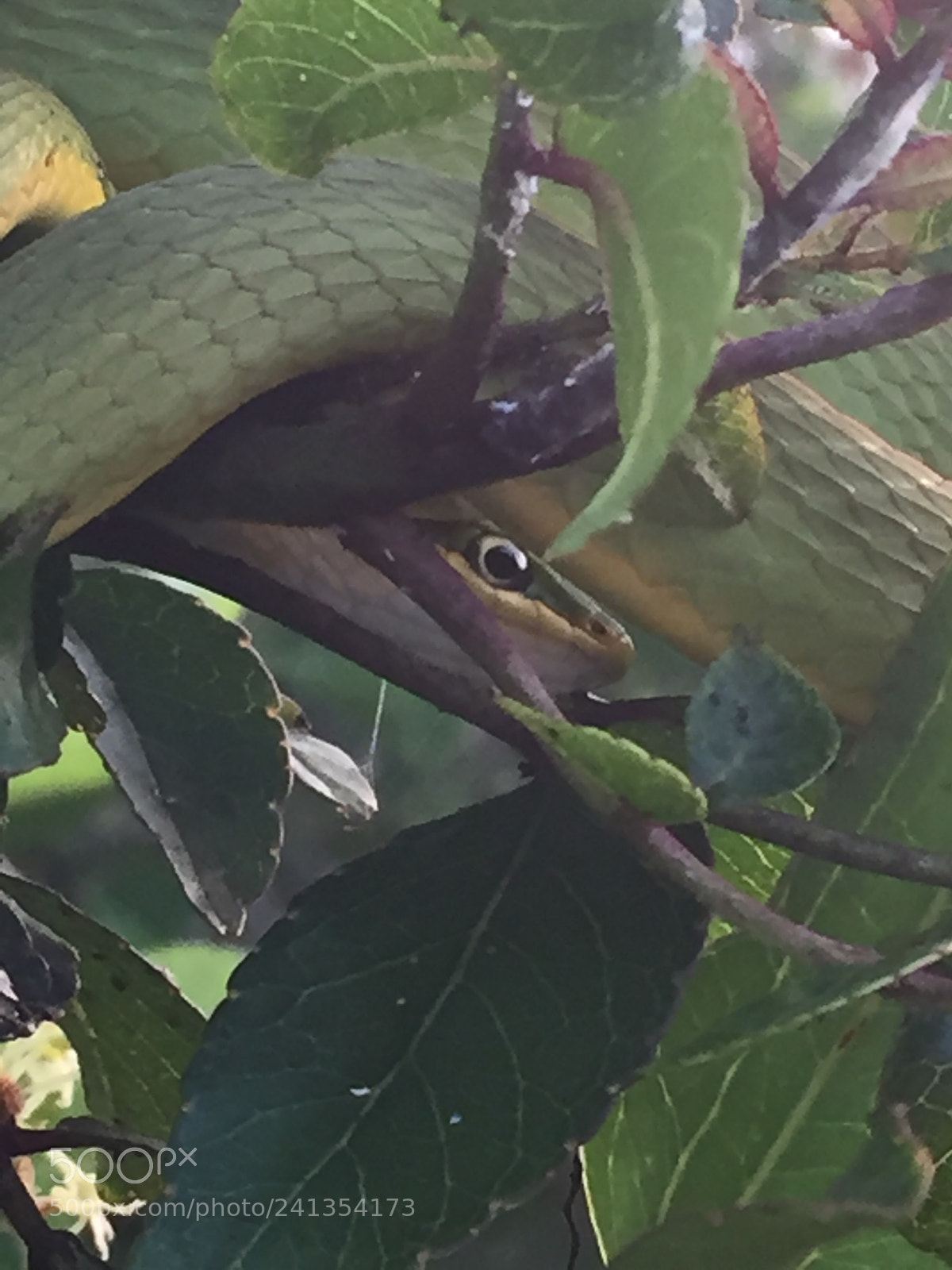 Apple iPhone 6 sample photo. Img photography