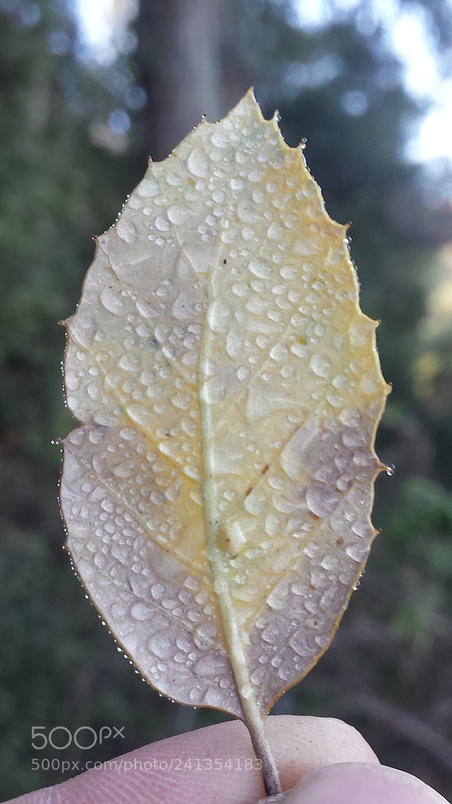 Samsung Galaxy S4 sample photo. Untitled photography