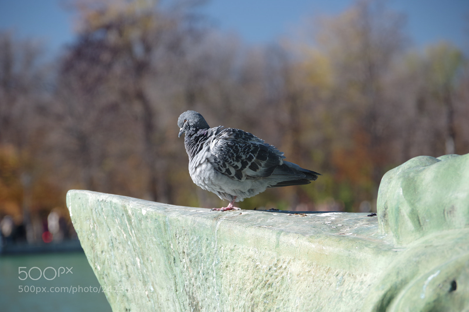 Pentax K-70 sample photo. Pigeon, park retiro, madrid photography