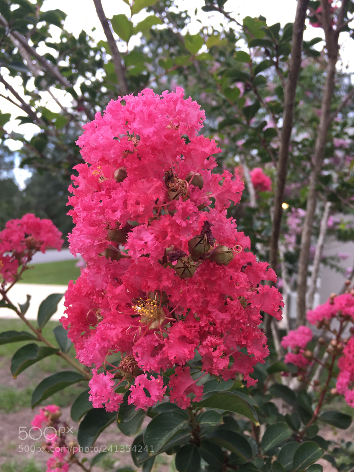 Apple iPhone 6 sample photo. Img photography