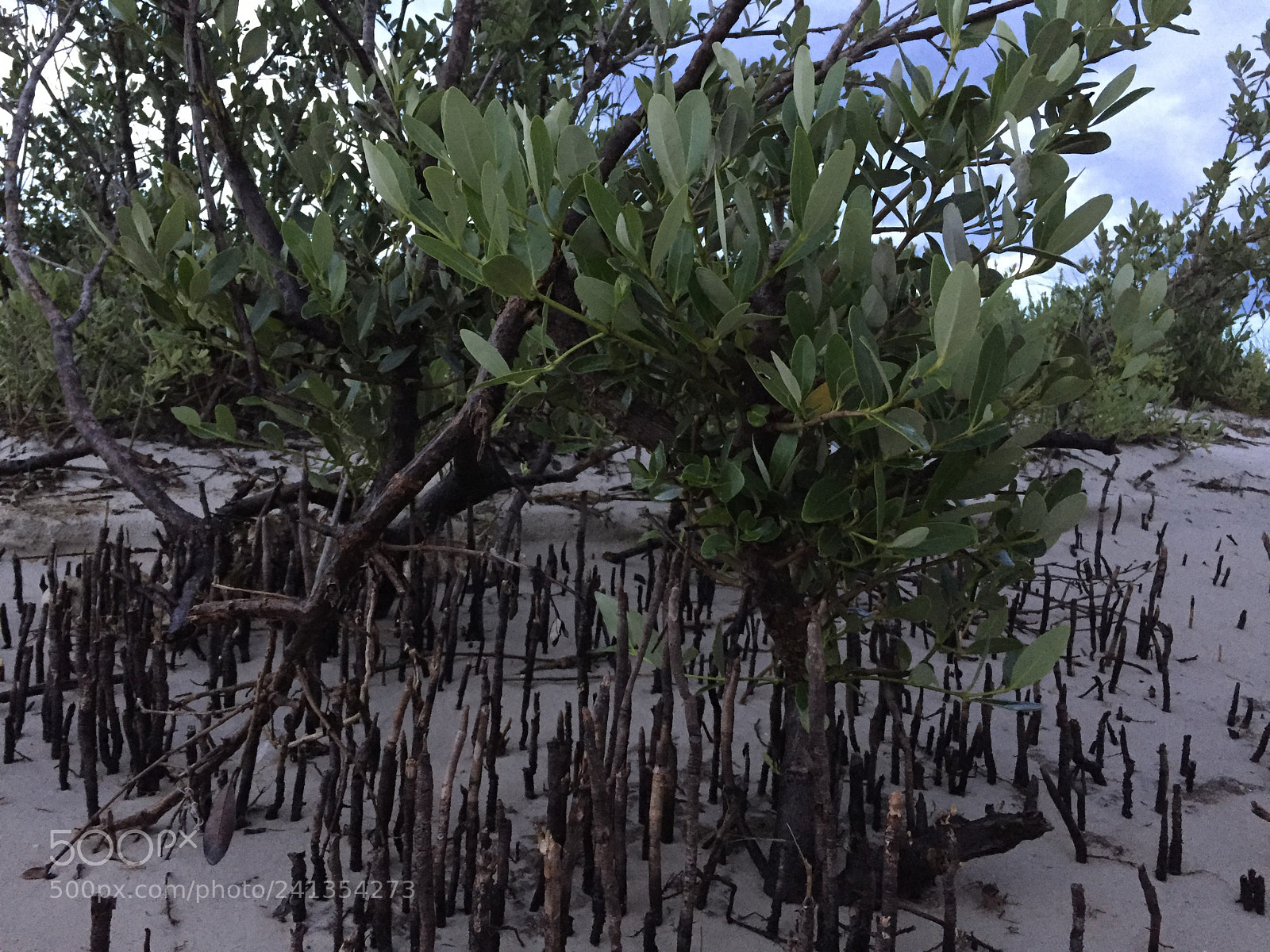 Apple iPhone 6 sample photo. Img photography