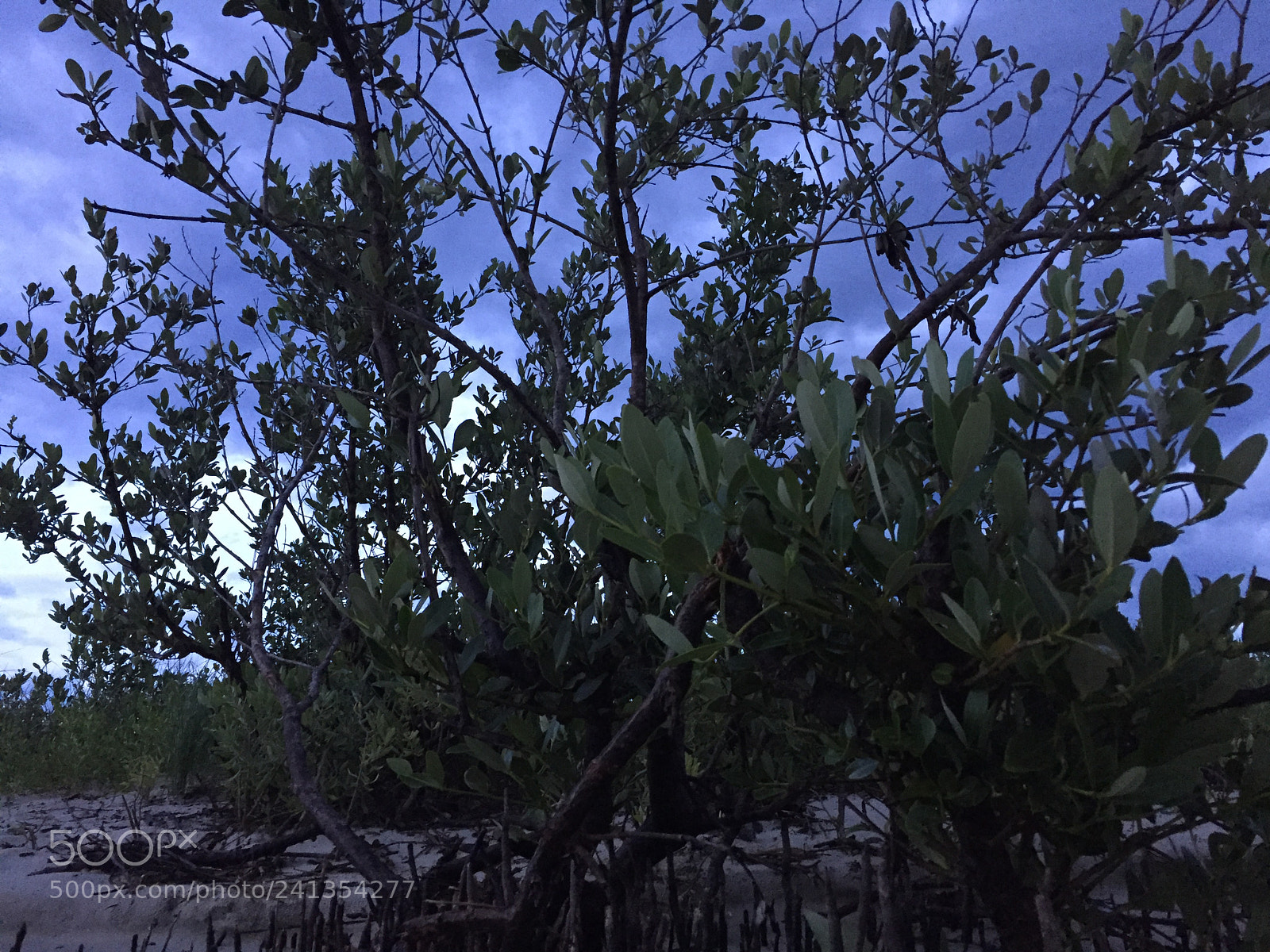 Apple iPhone 6 sample photo. Img photography