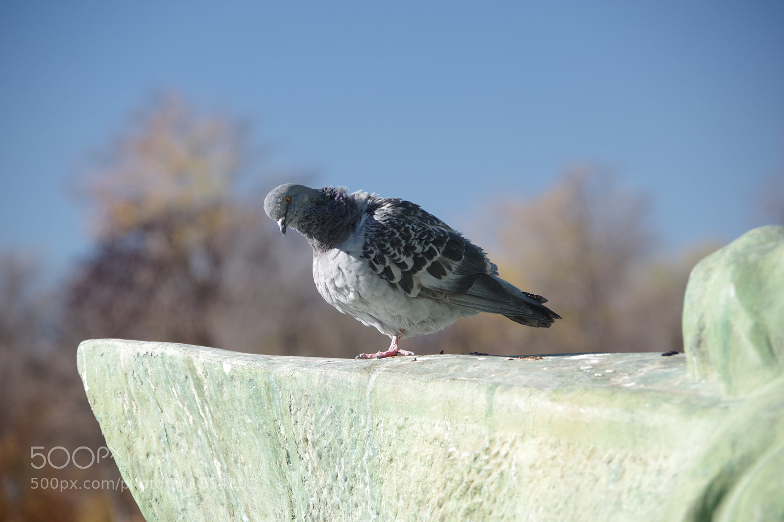 Pentax K-70 sample photo. Pigeon, park retiro, madrid photography
