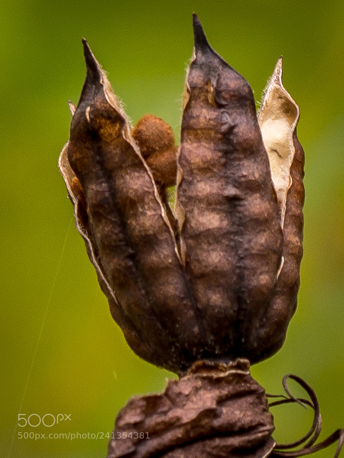Olympus OM-D E-M5 sample photo. Seed pod photography