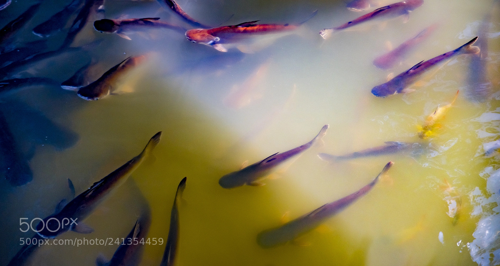 Pentax K-1 sample photo. Riverfish photography