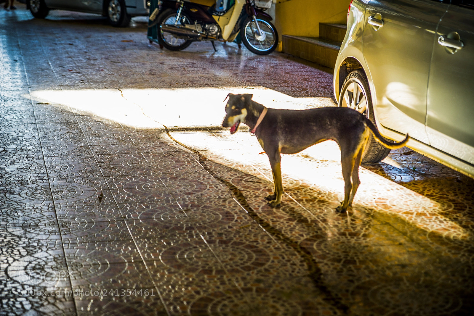 Pentax K-1 sample photo. Blurdog photography
