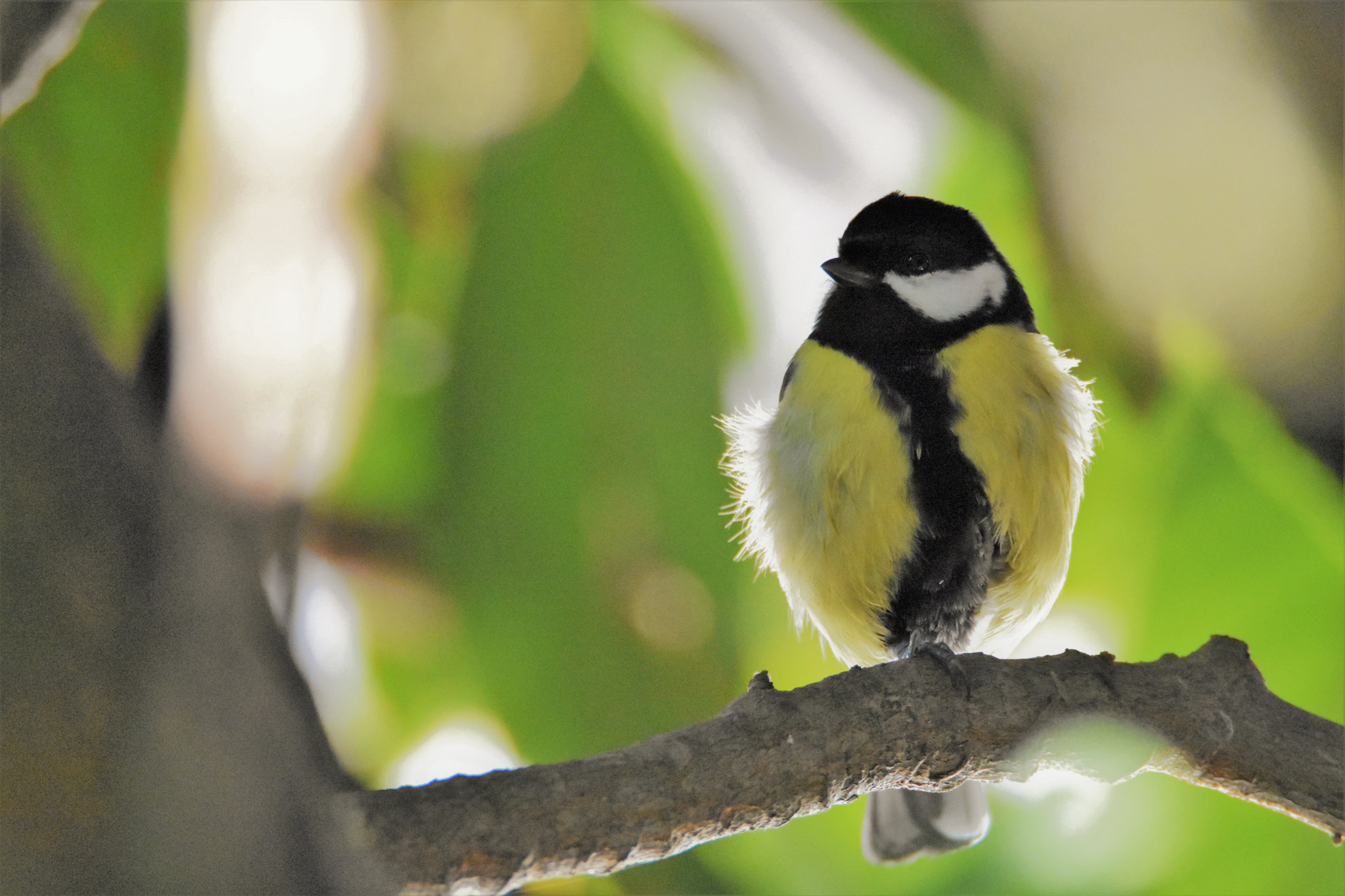 Nikon D7200 sample photo. Backlight on great tit photography